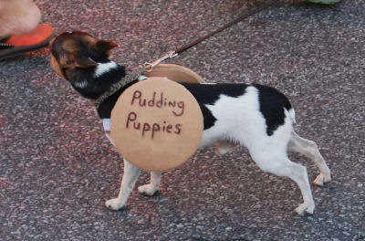 Pudding Puppies - a little dog dressed up for the 2013 Banana Festival, Fulton KY - S. Fulton, TN