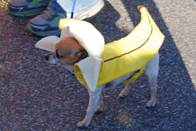 Banana Dog - a little dog dressed up for the 2013 Banana Festival, Fulton KY - S. Fulton, TN
