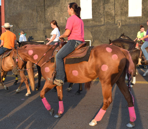A pink-spotted horse in the 2014 Banana Festival parade, Fulton KY - S. Fulton TN