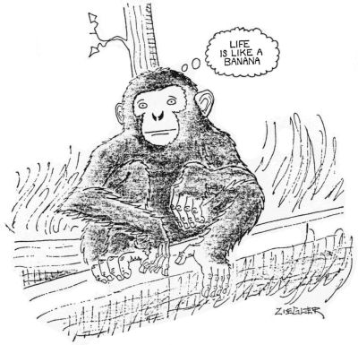 Cartoon drawing of a monkey thinking that Life Is Like A Banana.