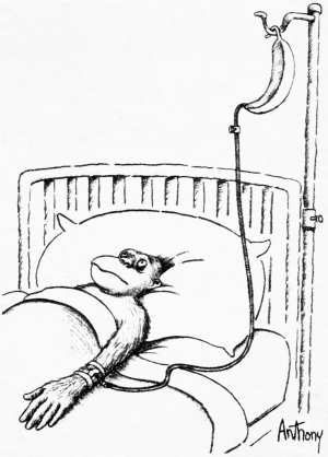 Cartoon drawing of an ape in a hospital bed receiving a banana transfusion.
